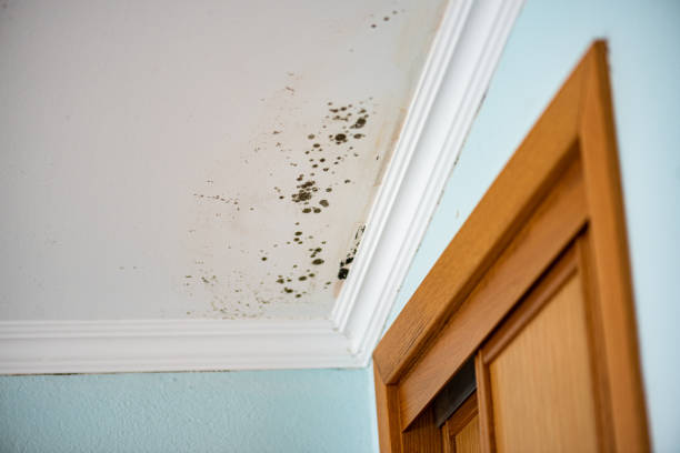 Forensic Mold Investigation in Chevy Chase View, MD